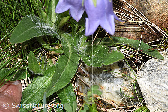 Foto: Bärtige Glockenblume (Campanula barbata). Blätter. Blattoberseite.
