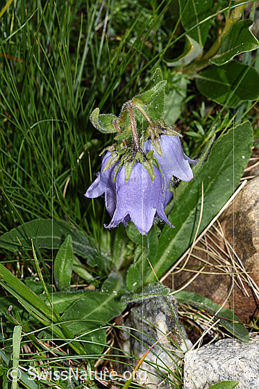 Foto: Bärtige Glockenblume (Campanula barbata). Ganze Pflanze (Habitat).