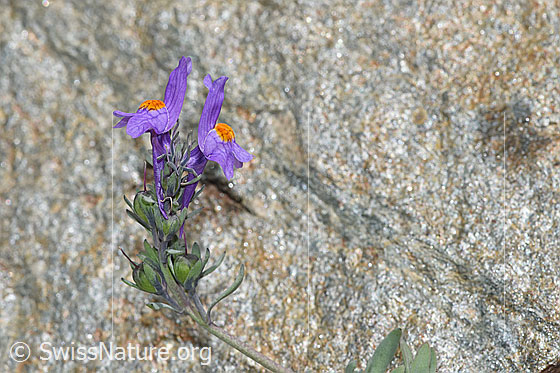 Foto: Alpen-Leinkraut (Linaria alpina). Blüten und Blätter.