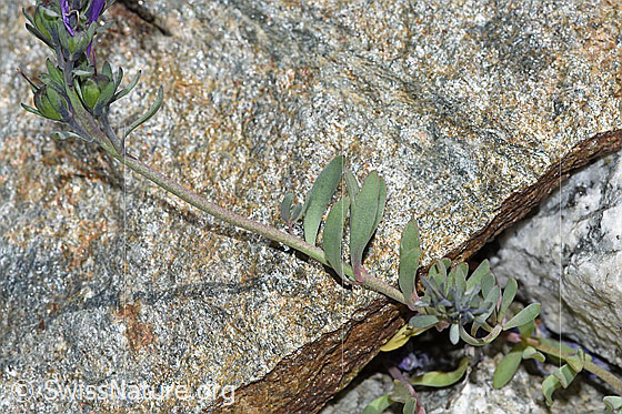 Foto: Alpen-Leinkraut (Linaria alpina). Stängel und Blätter.
