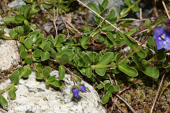 Photo: Veronica fruticans. Leaves and stem.