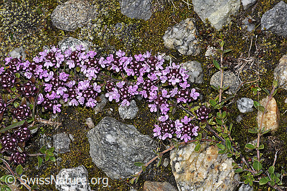 Foto: Vielhaariger Thymian (Thymus praecox ssp. polytrichus). Ganze Pflanze (Habitus).
Lat.: Thymus praecox ssp. polytrichus
Familie: Lamiaceae (Lippenblütler)
Gattung: Thymus (Thymiane)