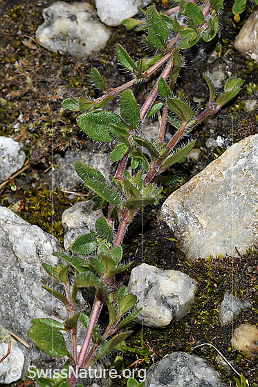 Foto: Vielhaariger Thymian (Thymus praecox ssp. polytrichus). Blätter und Ausläufer.