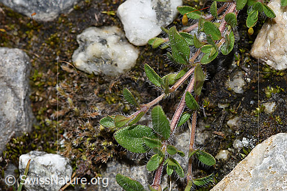 Foto: Vielhaariger Thymian (Thymus praecox ssp. polytrichus). Blätter und Ausläufer.