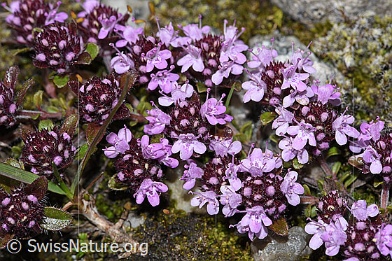 Foto: Vielhaariger Thymian (Thymus praecox ssp. polytrichus). Blüten.