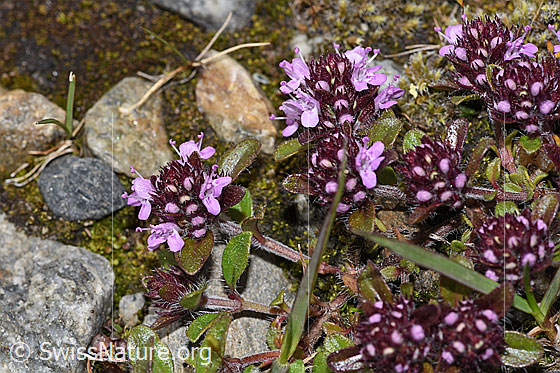 Foto: Vielhaariger Thymian (Thymus praecox ssp. polytrichus). Blüten und Stängel.