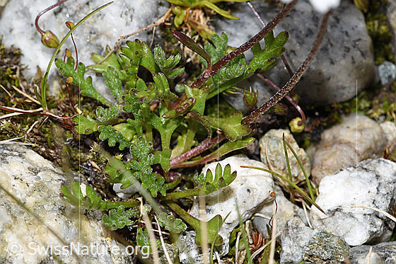 Photo: Leucanthemopsis alpina. Leaves and stem.