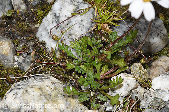 Photo: Leucanthemopsis alpina. Leaves.