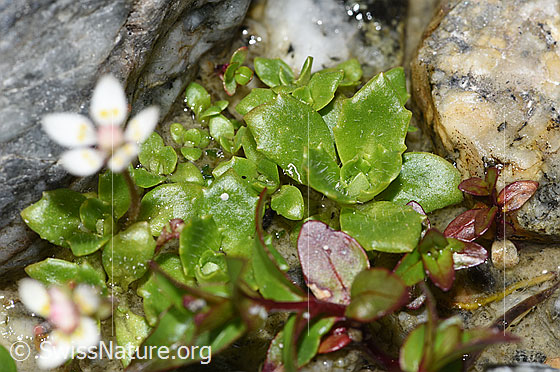 Photo: Saxifraga stellaris. Leaves.