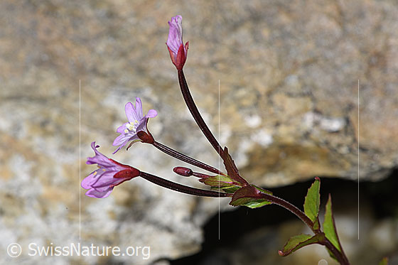 Foto: Alpen-Weidenröschen (Epilobium anagallidifolium). Blüten. Ansicht von der Seite.