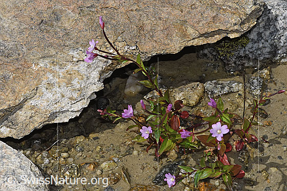 Foto: Alpen-Weidenröschen (Epilobium anagallidifolium). Ganze Pflanze (Habitus). Höhe: 15cm.