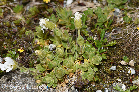 Photo: Cerastium uniflorum. Whole plant (habit).
