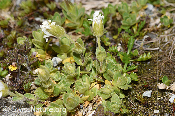 Foto: Einblütiges Hornkraut (Cerastium uniflorum). Ganze Pflanze (Habitus).