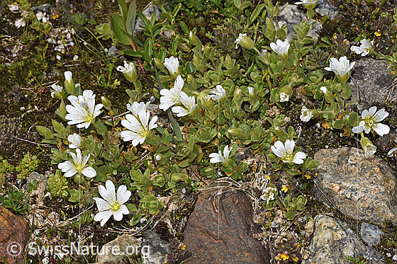 Foto: Einblütiges Hornkraut (Cerastium uniflorum). Ganze Pflanze (Habitus).