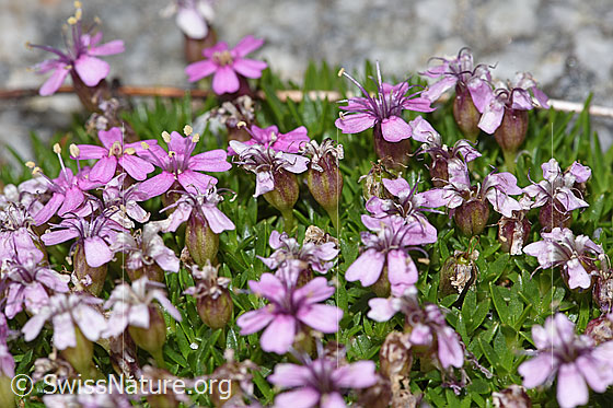 Foto: Kalk-Polsternelke (Silene acaulis). Blüten.