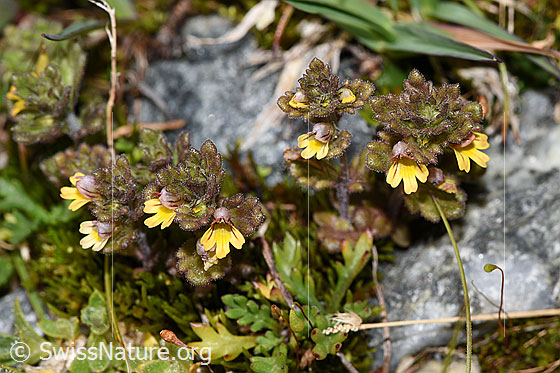 Foto: Zwerg-Augentrost (Euphrasia minima). Ganze Pflanze (Habitus).