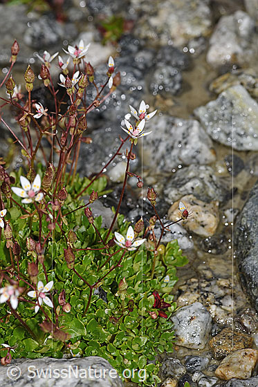 Photo: Saxifraga stellaris. Whole plant (habiti).