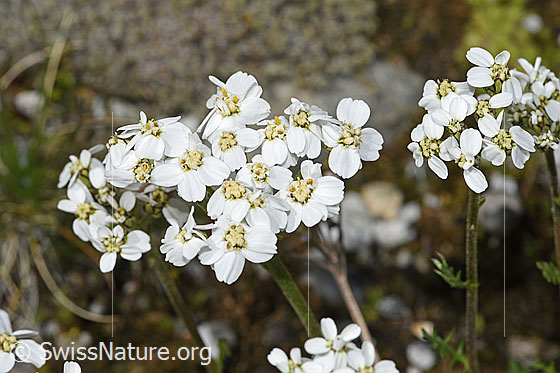 Foto: Moschus-Schafgarbe (Achillea erba-rotta ssp. moschata). Blütenstand.