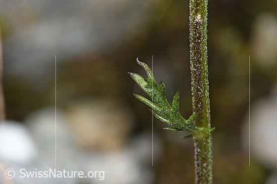 Foto: Moschus-Schafgarbe (Achillea erba-rotta ssp. moschata). Stängel und Stängelblatt.