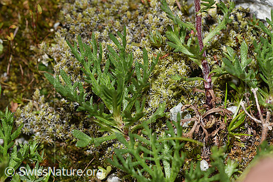 Foto: Moschus-Schafgarbe (Achillea erba-rotta ssp. moschata). Blätter.
