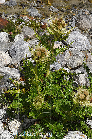 Foto: Alpen-Kratzdistel (Cirsium spinosissimum). Ganze Pflanze (Habitus).