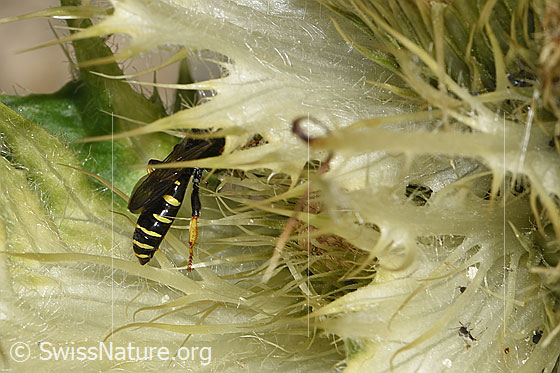 Foto: Crabro peltatus (Grabwespe) auf Alpen-Kratzdistel (Cirsium spinosissimum). Ansicht von seitlich hinten.