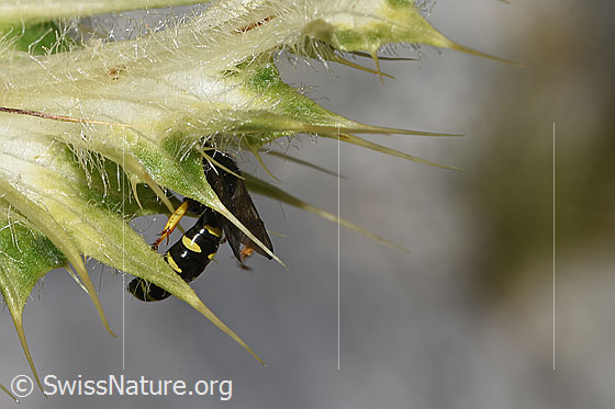Foto: Crabro peltatus (Grabwespe) auf Alpen-Kratzdistel (Cirsium spinosissimum). Ansicht von der Seite.