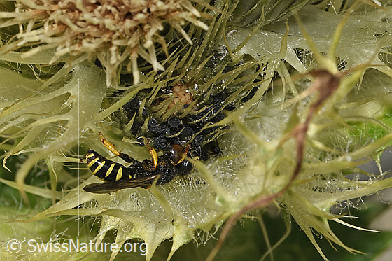 Foto: Crabro peltatus (Grabwespe) auf Alpen-Kratzdistel (Cirsium spinosissimum). Männchen. Ansicht von der Seite.