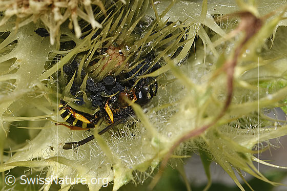Foto: Crabro peltatus (Grabwespe) auf Alpen-Kratzdistel (Cirsium spinosissimum). Männchen. Ansicht von der Seite.