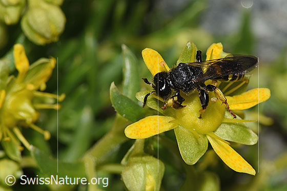 Photo: Crabro peltatus on Saxifraga aizoides. Length 12mm. Male. View from the side above.