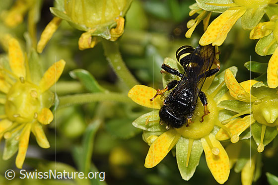 Photo: Crabro peltatus on Saxifraga aizoides. Length 12mm. Male. View from above.