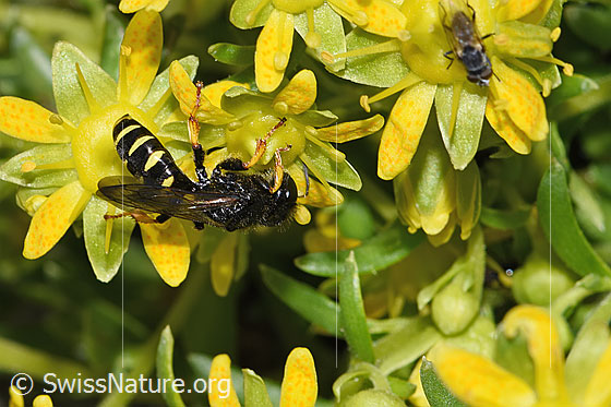 Foto: Crabro peltatus (Grabwespe) auf Bewimpertem Steinbrech (Saxifraga aizoides). Länge 12mm. Männchen. Ansicht von seitlich hinten.