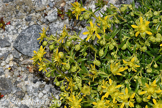 Foto: Bewimperter Steinbrech (Saxifraga aizoides). Blüten, Knospen, Stängel und Blätter.