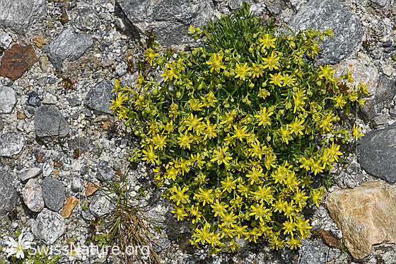 Photo: Saxifraga aizoides. Whole plant (habiti).