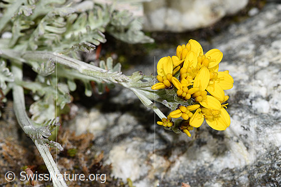 Photo: Senecio incanus. Blossoms.