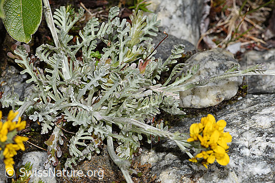 Foto: Graues Greiskraut (Senecio incanus). Ganze Pflanze (Habitus). Ansicht von oben.