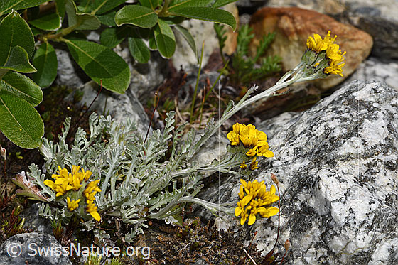 Foto: Graues Greiskraut (Senecio incanus). Ganze Pflanze (Habitus). Ansicht von der Seite.