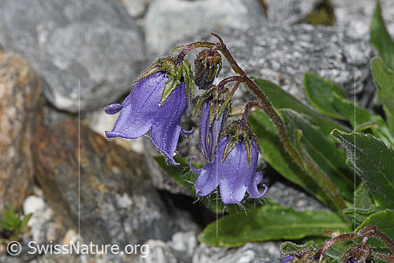 Foto: Bärtige Glockenblume (Campanula barbata). Blüten. Ansicht von der Seite.