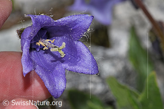 Photo: Campanula barbata. View of the flower in bloom.