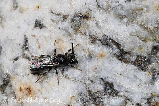 Foto: Verkannte Maskenbiene (Hylaeus confusus). Länge 7mm. Männchen. Ansicht von seitlich oben.
