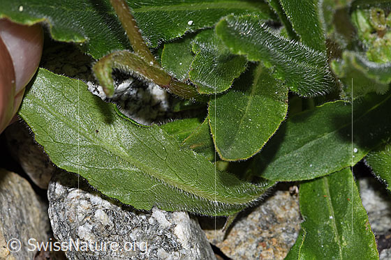 Foto: Bärtige Glockenblume (Campanula barbata). Blattunterseite.