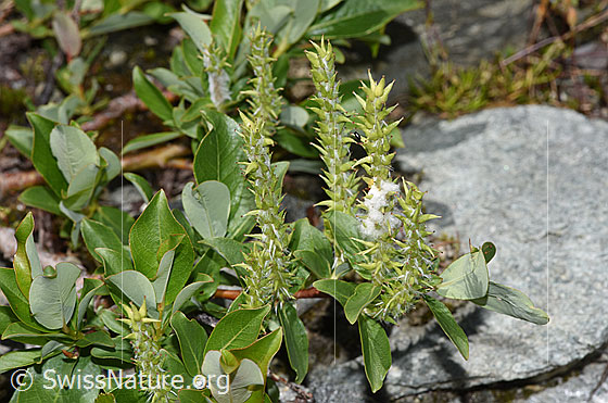 Foto: Sal-Weide (Salix caprea). Ganze Pflanze (Habitus).