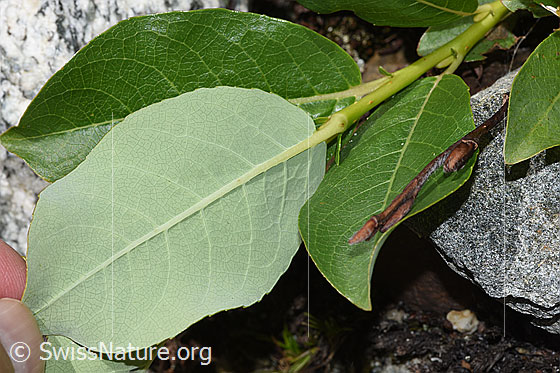 Foto: Sal-Weide (Salix caprea). Blattunterseite.