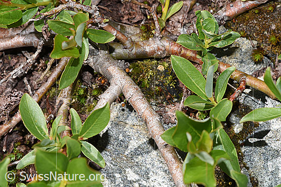 Foto: Sal-Weide (Salix caprea). Äste.