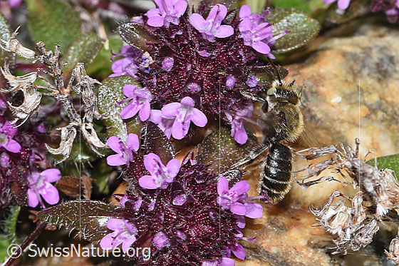 Foto: Wahrscheinlich Hornklee-Felsenbiene (Hoplitis loti) auf Vielhaarigem Thymian (Thymus praecox ssp. polytrichus). Länge 11 - 13mm. Weibchen. Wird auch Osmia loti genannt. Ansicht von der Seite.