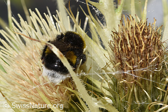 Foto: Heide-Erdhummel (Bombus cryptarum) auf Alpen-Kratzdistel (Cirsium spinosissimum). Ansicht von hinten oben.