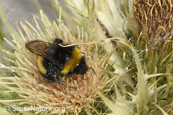 Foto: Heide-Erdhummel (Bombus cryptarum) auf Alpen-Kratzdistel (Cirsium spinosissimum). Ansicht von seitlich vorne oben.