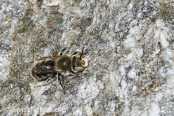 Photo: Probably Hoplitis loti. Length 11 - 13mm. Female. View from top front.