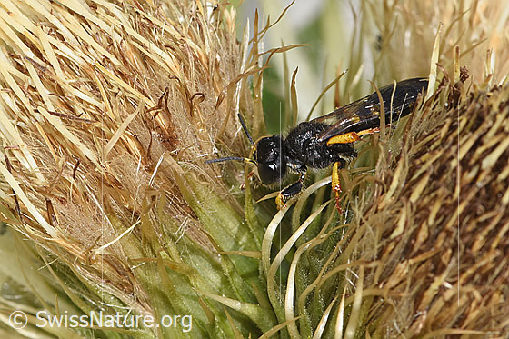 Foto: Crabro peltatus (Grabwespe) auf Alpen-Kratzdistel (Cirsium spinosissimum). Länge 12mm. Weibchen. Ansicht von der Seite.