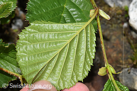 Foto: Grün-Erle (Alnus viridis). Blattunterseite.